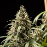 Royal Queen Seeds Cookies Gelato Auto - Royal Queen Seeds kopen bij 7Smart