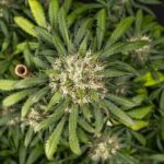 Royal Queen Seeds Cookies Gelato Auto - Royal Queen Seeds kopen bij 7Smart