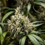 Royal Queen Seeds Cookies Gelato Auto - Royal Queen Seeds kopen bij 7Smart