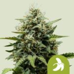 Royal Queen Seeds Fat Banana Auto - Royal Queen Seeds kopen bij 7Smart