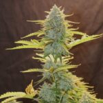 Royal Queen Seeds Fat Banana Auto - Royal Queen Seeds kopen bij 7Smart