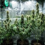 Royal Queen Seeds Fat Banana Auto - Royal Queen Seeds kopen bij 7Smart