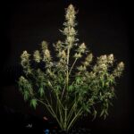 Royal Queen Seeds Fat Banana Auto - Royal Queen Seeds kopen bij 7Smart