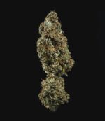 Royal Queen Seeds Fat Banana Auto - Royal Queen Seeds kopen bij 7Smart