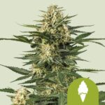 Royal Queen Seeds Green Gelato Auto - Royal Queen Seeds kopen bij 7Smart