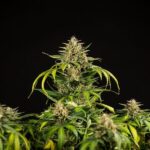 Royal Queen Seeds Green Gelato Auto - Royal Queen Seeds kopen bij 7Smart
