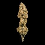 Royal Queen Seeds Green Gelato Auto - Royal Queen Seeds kopen bij 7Smart