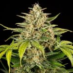 Royal Queen Seeds Green Gelato Auto - Royal Queen Seeds kopen bij 7Smart