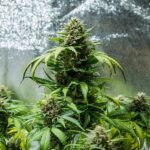 Royal Queen Seeds Green Gelato Auto - Royal Queen Seeds kopen bij 7Smart