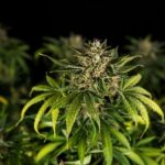 Royal Queen Seeds Green Gelato Auto - Royal Queen Seeds kopen bij 7Smart