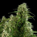 Royal Queen Seeds Northern Light Auto - Royal Queen Seeds kopen bij 7Smart
