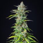 Royal Queen Seeds Northern Light Auto - Royal Queen Seeds kopen bij 7Smart