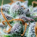 Royal Queen Seeds Northern Light Auto - Royal Queen Seeds kopen bij 7Smart