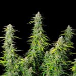 Royal Queen Seeds Northern Light Auto - Royal Queen Seeds kopen bij 7Smart