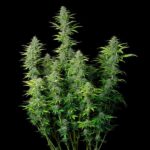 Royal Queen Seeds Northern Light Auto - Royal Queen Seeds kopen bij 7Smart