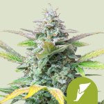 Royal Queen Seeds Quick One Auto