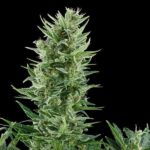 Royal Queen Seeds Quick One Auto - Royal Queen Seeds kopen bij 7Smart