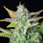 Royal Queen Seeds Quick One Auto - Royal Queen Seeds kopen bij 7Smart