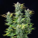 Royal Queen Seeds Quick One Auto - Royal Queen Seeds kopen bij 7Smart