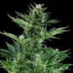 Royal Queen Seeds Quick One Auto - Royal Queen Seeds kopen bij 7Smart