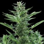 Royal Queen Seeds Quick One Auto - Royal Queen Seeds kopen bij 7Smart