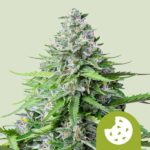 Royal Queen Seeds Royal Cookies Auto - Royal Queen Seeds kopen bij 7Smart