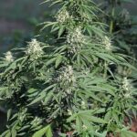 Royal Queen Seeds Royal Cookies Auto - Royal Queen Seeds kopen bij 7Smart