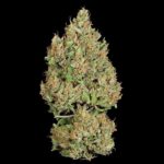 Royal Queen Seeds Royal Cookies Auto - Royal Queen Seeds kopen bij 7Smart