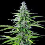 Royal Queen Seeds Royal Cookies Auto - Royal Queen Seeds kopen bij 7Smart