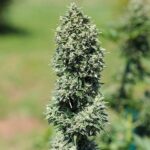 Royal Queen Seeds Royal Cookies Auto - Royal Queen Seeds kopen bij 7Smart