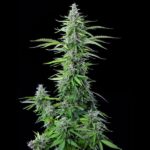 Royal Queen Seeds Royal Cookies Auto - Royal Queen Seeds kopen bij 7Smart
