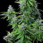 Royal Queen Seeds Royal Cookies Auto - Royal Queen Seeds kopen bij 7Smart