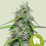 Royal Queen Seeds Royal Gorilla Auto - Royal Queen Seeds kopen bij 7Smart