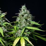 Royal Queen Seeds Royal Gorilla Auto - Royal Queen Seeds kopen bij 7Smart