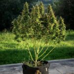 Royal Queen Seeds Royal Gorilla Auto - Royal Queen Seeds kopen bij 7Smart