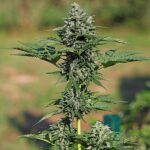 Royal Queen Seeds Royal Gorilla Auto - Royal Queen Seeds kopen bij 7Smart