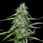 Royal Queen Seeds Royal Gorilla Auto - Royal Queen Seeds kopen bij 7Smart