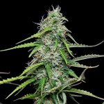 Royal Queen Seeds Royal Gorilla Auto - Afbeelding 7
