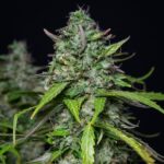 Royal Queen Seeds Royal Gorilla Auto - Royal Queen Seeds kopen bij 7Smart