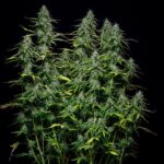 Royal Queen Seeds Royal Gorilla Auto - Royal Queen Seeds kopen bij 7Smart
