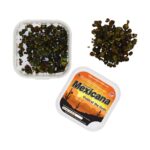 Mexicana - 15 gram - Magic truffels kopen bij 7Smart
