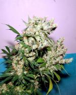 Soma’s Sacred Seeds New York City Diesel Fem. - Afbeelding 2