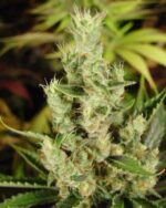 Soma’s Sacred Seeds Amnesia Haze Autoflower - Soma's Sacred Seeds kopen bij 7Smart