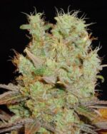 Soma’s Sacred Seeds Somango Autoflower - Soma's Sacred Seeds kopen bij 7Smart
